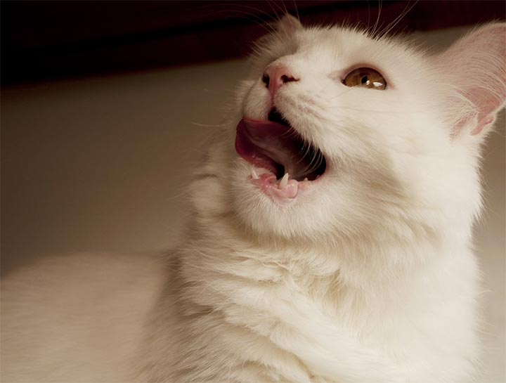 $City Pet Dentists